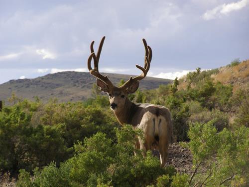 CWD digest: Disease reaches new areas in Wyoming, Wisconsin, as ...