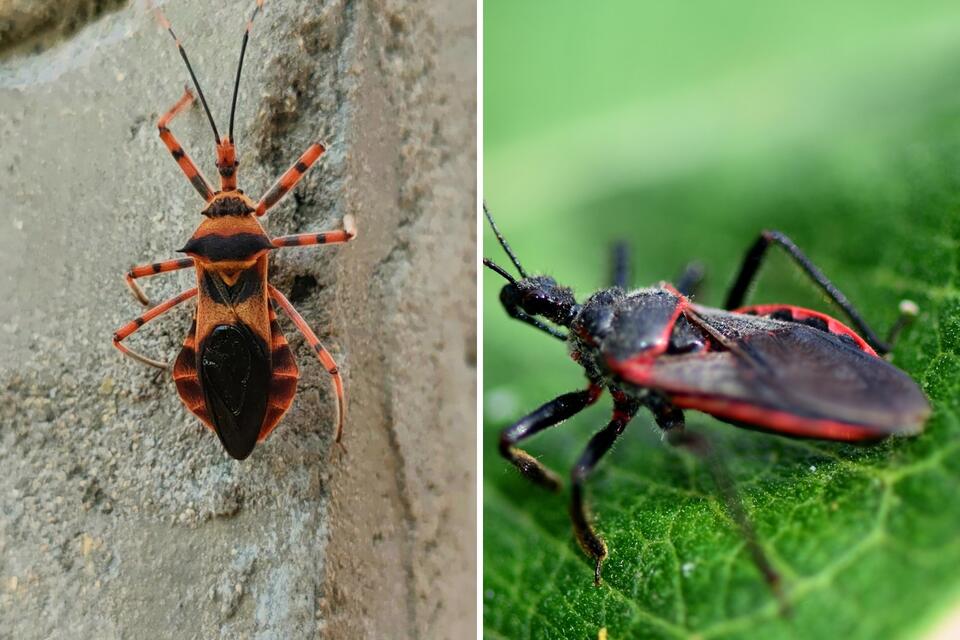 Don’t Kiss This Bug Back: Deadly Insect Is Spreading into Arkansas ...