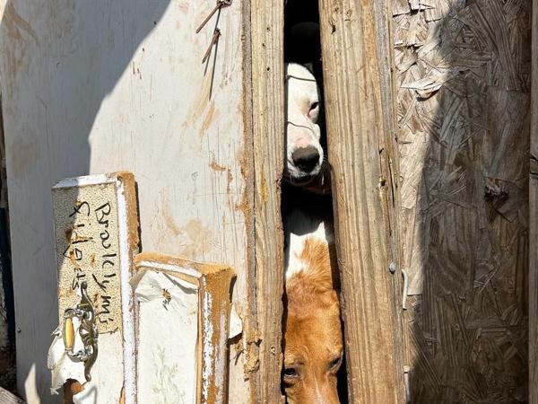 Local nonprofit rescue 24 dogs from poor living conditions in Shawnee