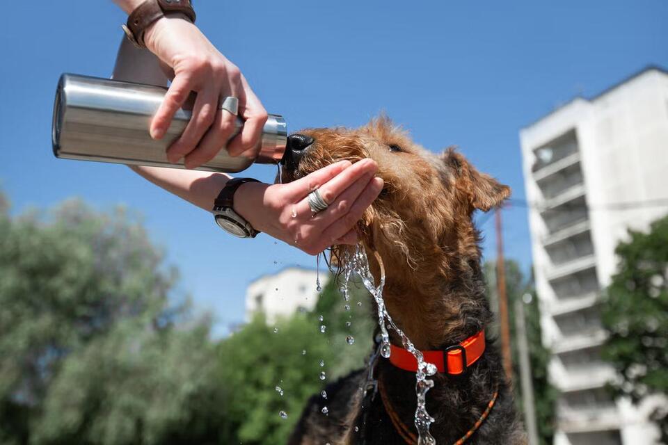 RSPCA warns dog owners ‘if in doubt, don't go out' as temperatures soar