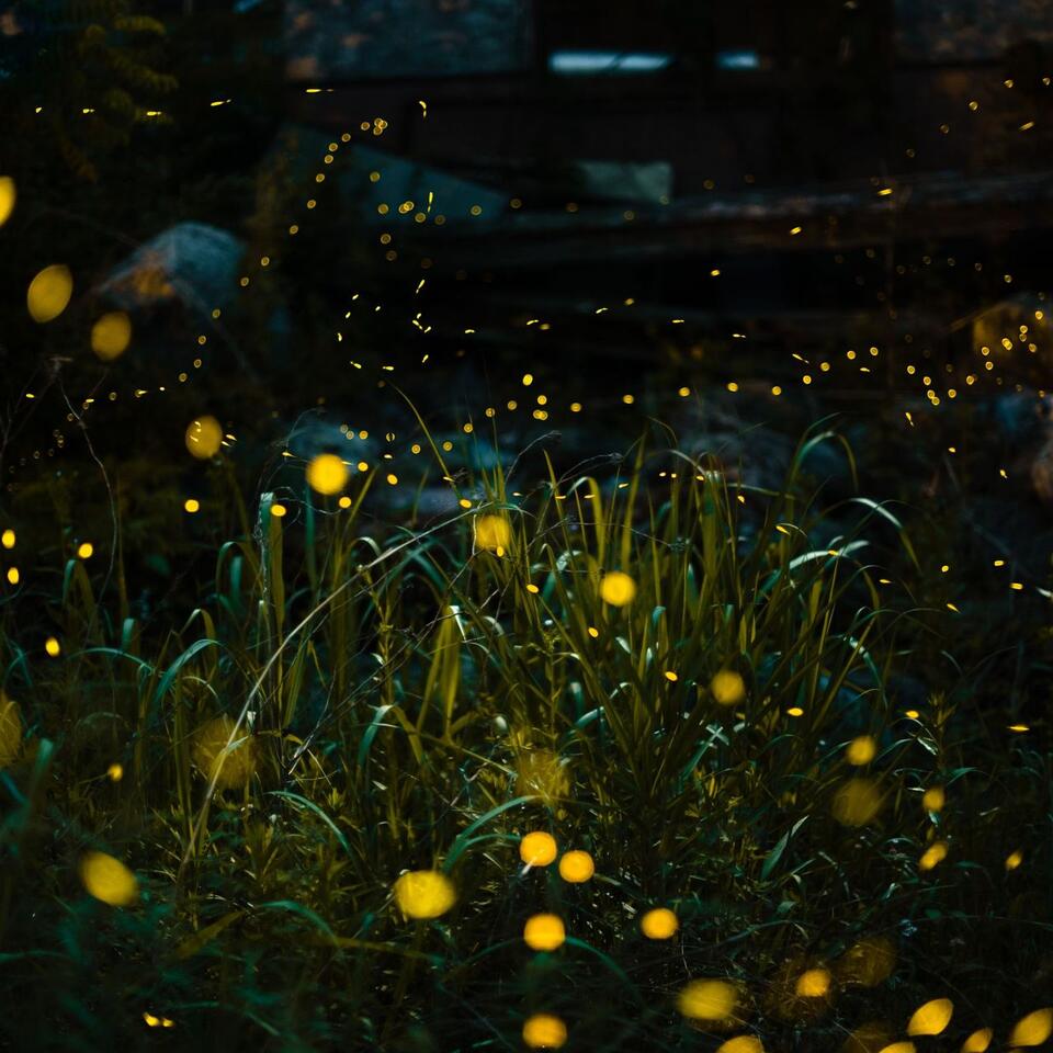 Fireflies Love This Native Flower – And Its Golden Blooms Light Up Summer Gardens
