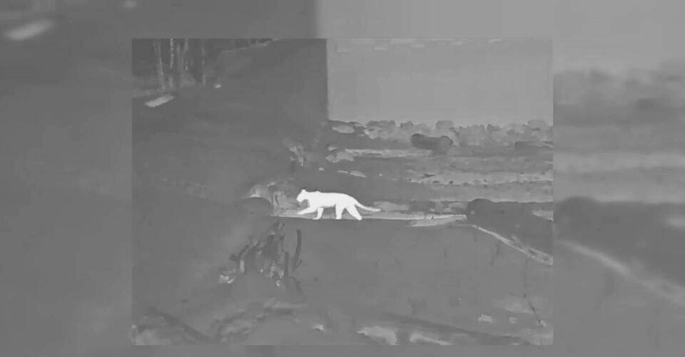 WATCH Cougar caught on camera using I90 wildlife crossing NewsBreak