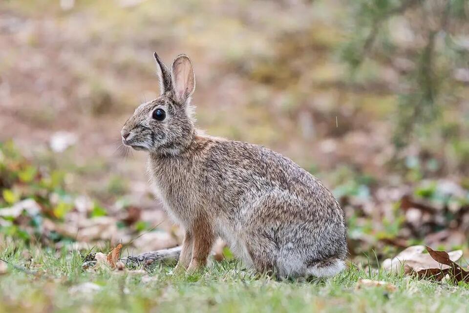 4 Types of Wild Rabbits in Florida (With Pictures and Identification ...