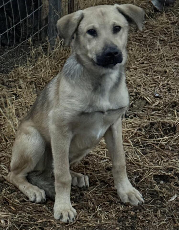 🐶 Playful Young Dogs Ready for Adoption in Culver City - NewsBreak