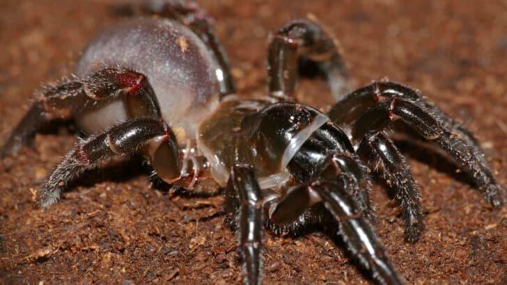 The Ingenious Hunting Tactics of the Trapdoor Spider - NewsBreak