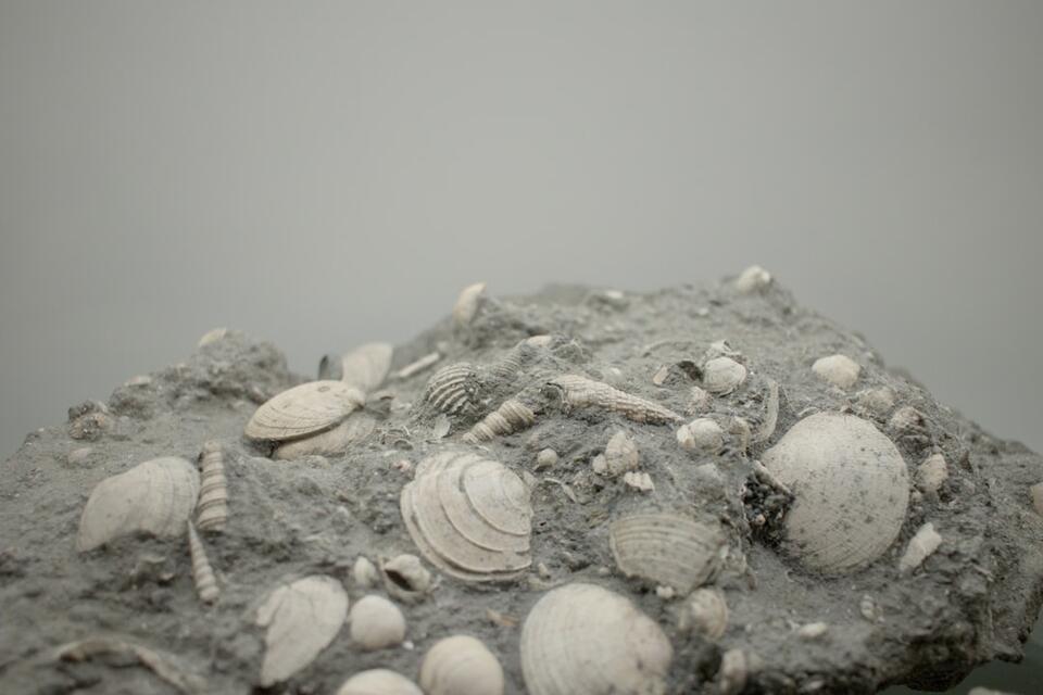 China’s Fossil Discovery Reshapes Timeline of Early Complex Life ...