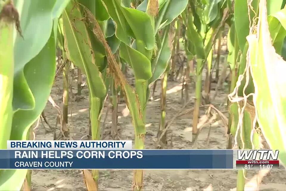 Excessive rain provides some relief for corn in the east - NewsBreak