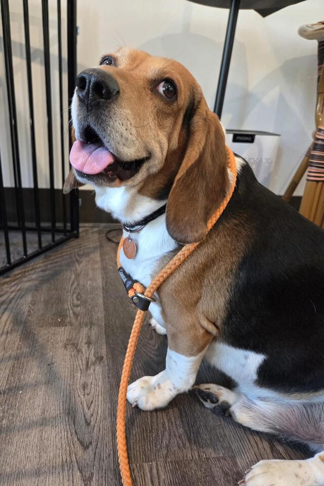 🐶 Playful, Wise & Loyal Dogs Ready for Adoption in Lancaster - NewsBreak
