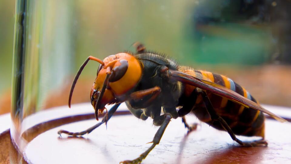 23 Dangerous Bugs in Louisiana (With Pictures and Identification ...