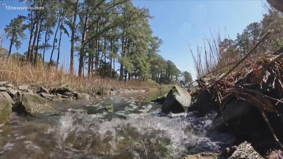 Hampton Roads environmental groups aim to keep wetland mitigation ...