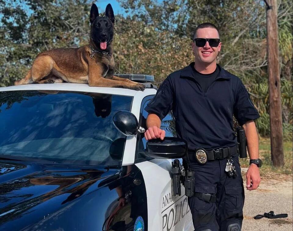 Anaheim K9 police dog helps to capture an armed suspect after a police ...
