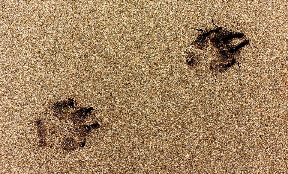 How to identify animal tracks, burrows and other signs of wildlife in ...