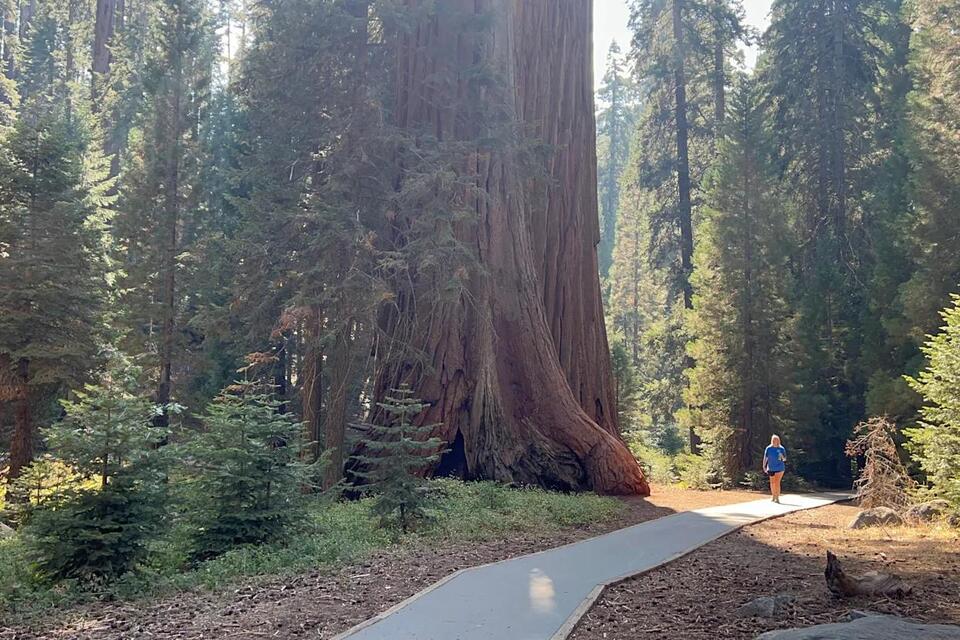 First time in Sequoia? Start with these 14 experiences - NewsBreak