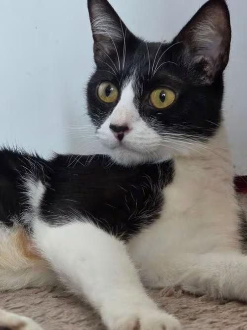 🐱 Mesquite Cats Ready for Adoption — Gentle, Playful, Loving - NewsBreak