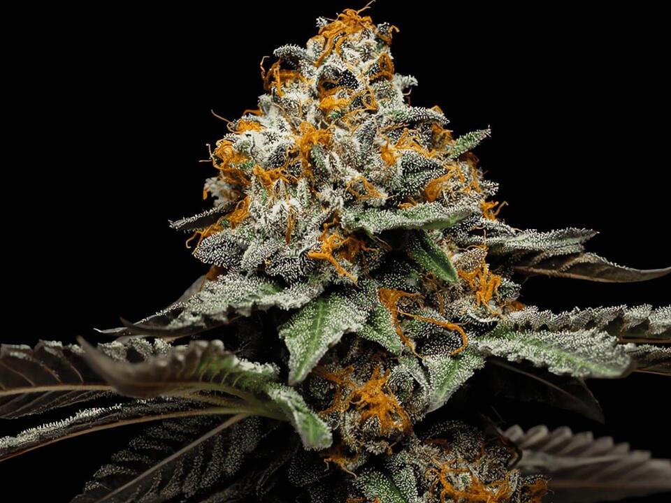 Here’s the Most Popular Marijuana Strains in Oregon Right Now
