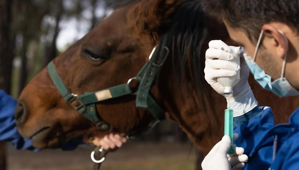 FDA recalls Adequan shots for dogs and horses across US over glass ...