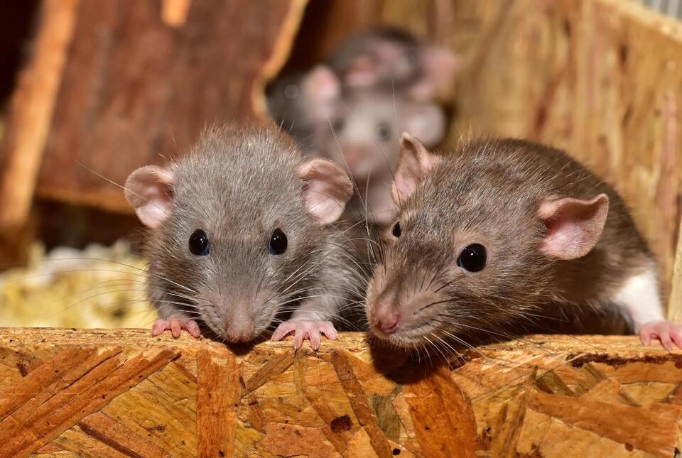 How do mice in the house get there in the first place? - NewsBreak