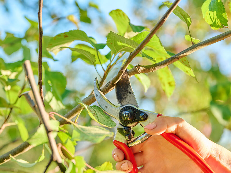 7 Plants You Should Never Prune In Fall Don't Trim These Perennials