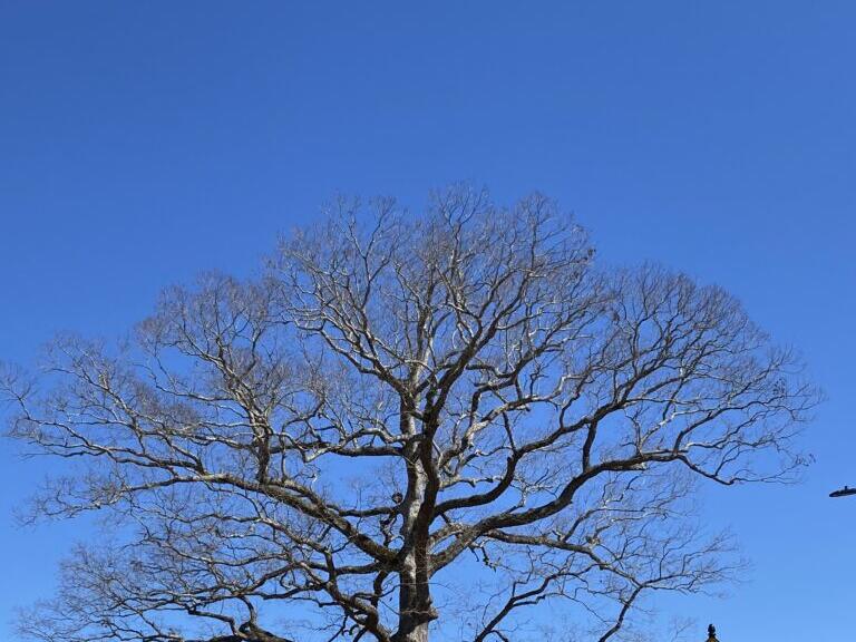 ‘Live Oaks Oak’ crowned 2023 Tree of the Year