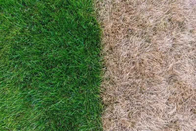 Denver Flooded With Complaints About Too-Green Grass