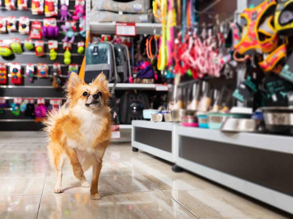 Are Dogs Allowed In Hobby Lobby? 5 Important Rules to Know