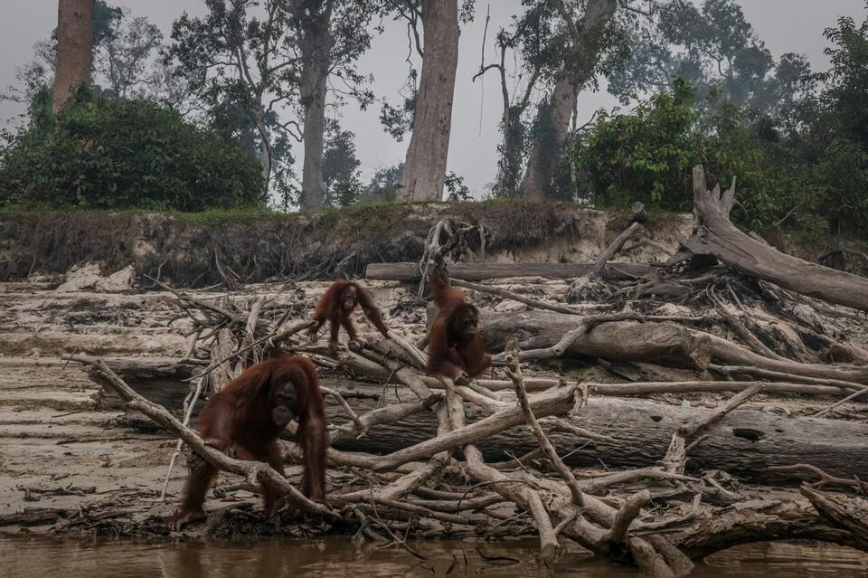 Missing link? Why experts believe monkeys and apes are key to preventing a sixth mass extinction