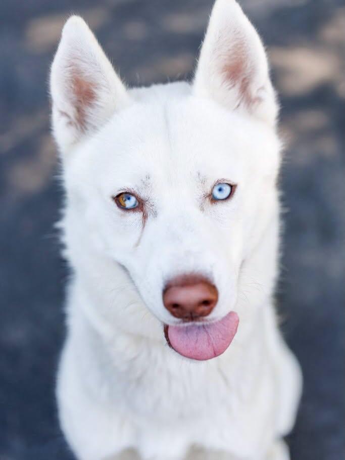 APS Durham Reopens for Dog Adoptions and Fostering - NewsBreak