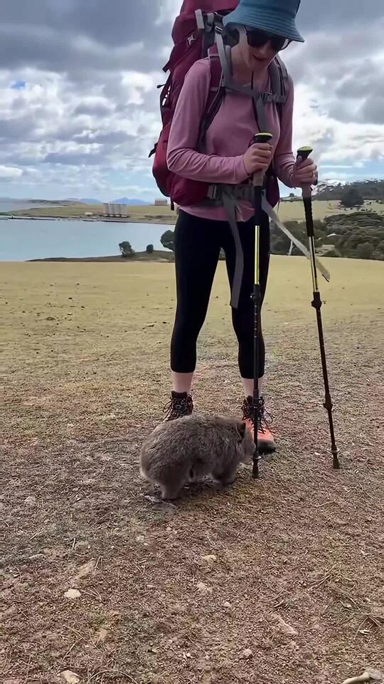 One persons hiking pole is another wombats scratching device IG ...