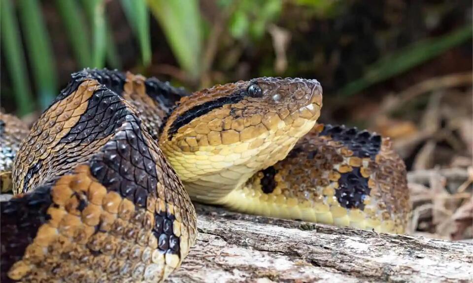 How to Identify Venomous Animals in Arizona Before They Strike - NewsBreak