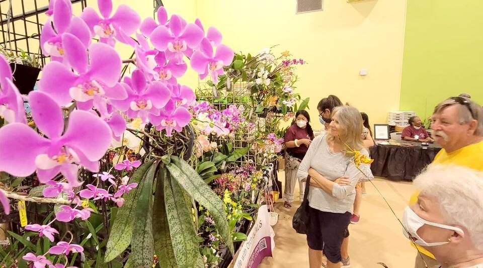 Englewood orchid show planned for April 5-6 - NewsBreak