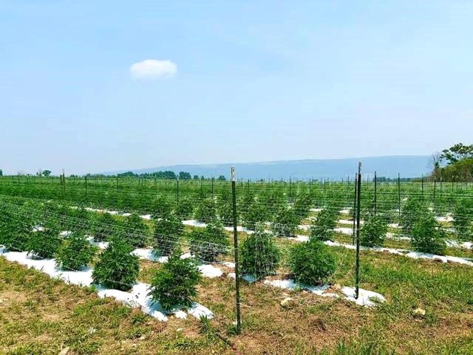 Sapphire Farms addresses Newfield residents’ concerns