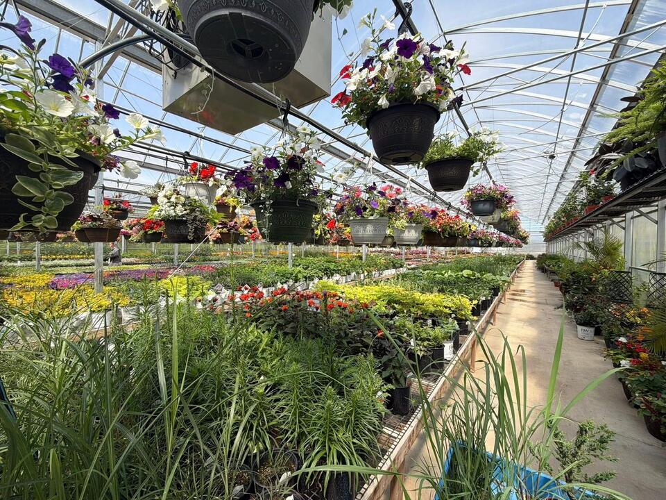 Mennonite Greenhouses Near Me