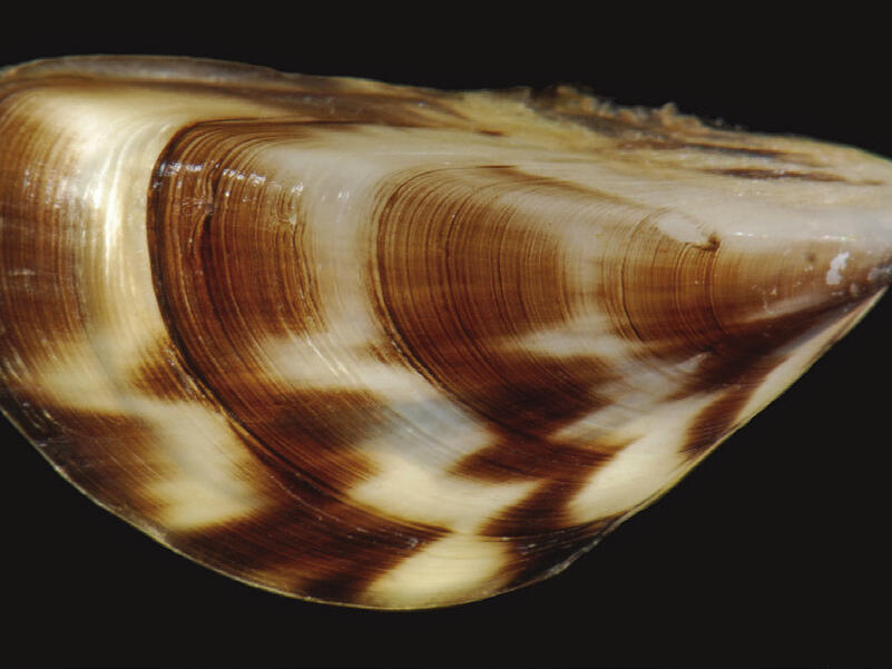 Invasive zebra mussels detected in Fort Supply Lake