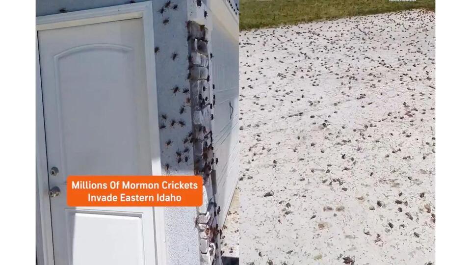 Ashton Idaho Residents Face Bug Infested Nightmare as Millions of ...