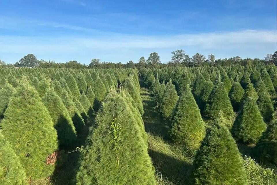 Northern Virginia Christmas Tree Farm Closing After 36 Years - NewsBreak