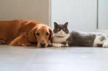 Most Pet-Friendly Cities for Renters - NewsBreak