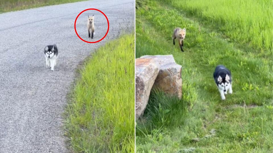 Wyoming Husky Missing His Best Friend Finds Comfort In The Most Unexpected Visitor