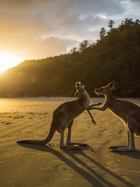 Why Red Kangaroos Lick Their Forearms to Stay Cool