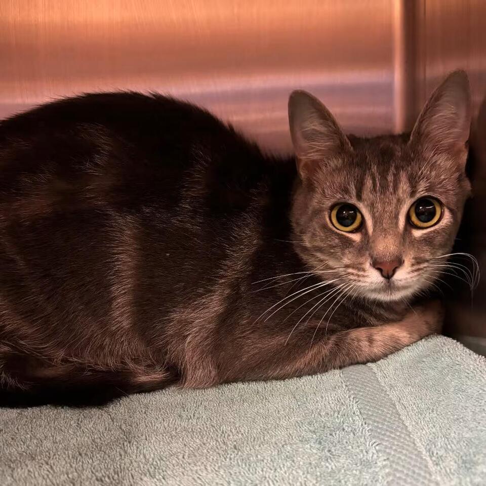 🐱 Sweet York, PA Cats Ready for Their Forever Homes - NewsBreak