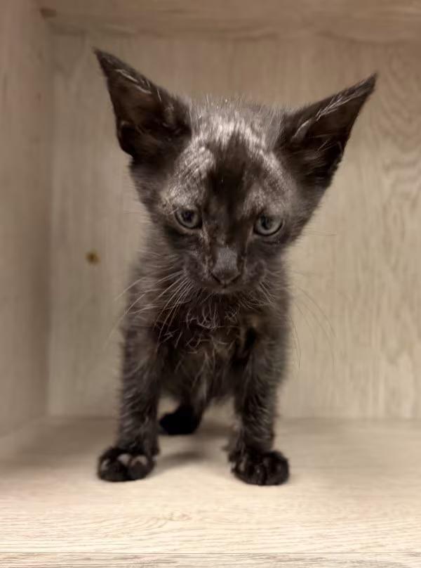 🐱 Tiny Lafayette Kittens Ready for Adoption Today - NewsBreak
