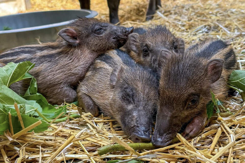 NC Zoo breaks record with addition of 6 critically endangered piglets ...