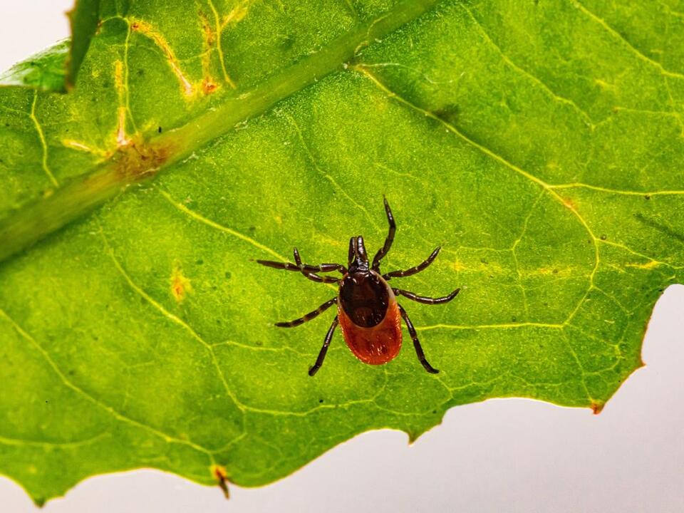 Can Ticks Jump Or Fall Out Of Trees To Land On People?