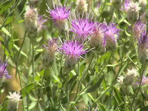 Greeley Targets Weeds at Stormwater Sites - NewsBreak