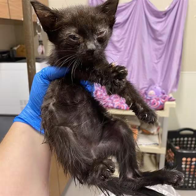 🐱 Playful Kittens & a Young Tortoiseshell Cat Waiting in Modesto ...