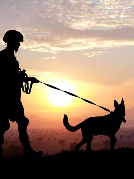 15 Emotional Service Dog Stories That Prove Dogs Are More Than Just Pets