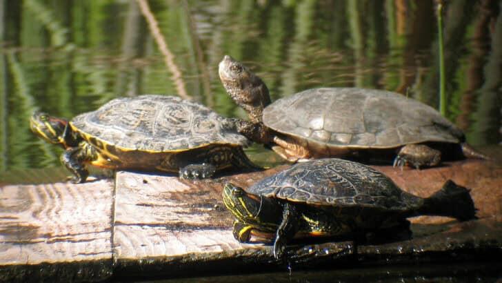 Community Efforts Lead to Return of Native Turtles in Yosemite - NewsBreak