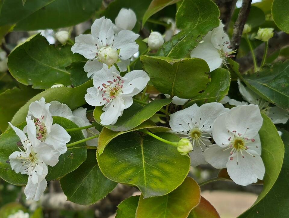 Asian Pear Trees Across Texas Confused By Summer Heat, Now Blooming In ...