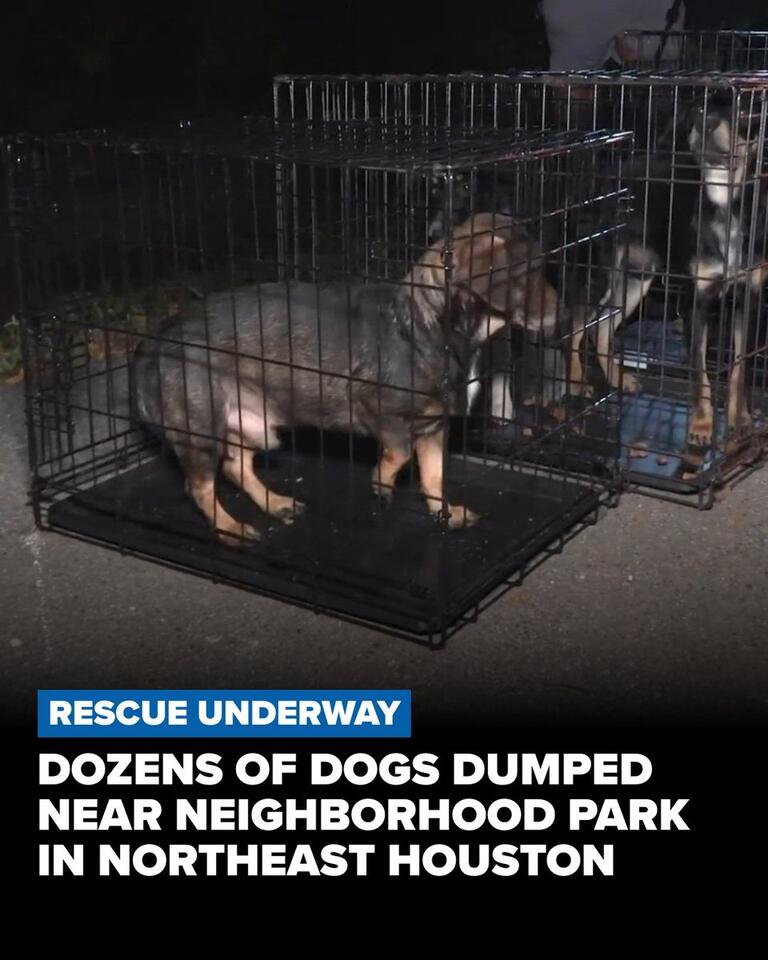 At least 40 dogs dumped near northeast Houston park - NewsBreak