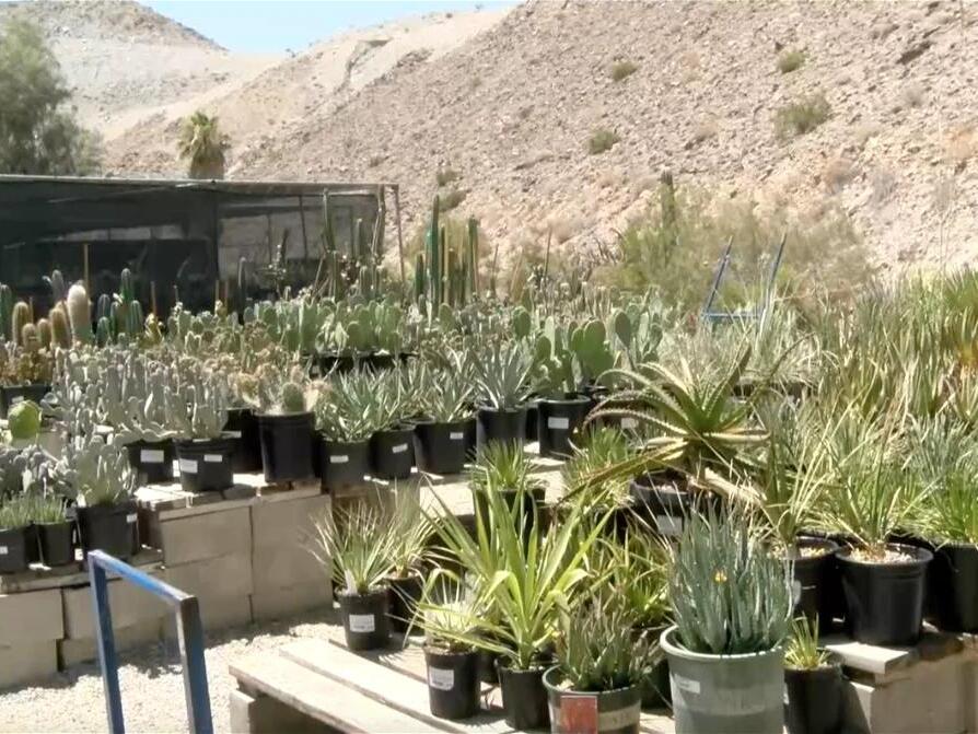 How to keep your plants safe during the hot summer months
