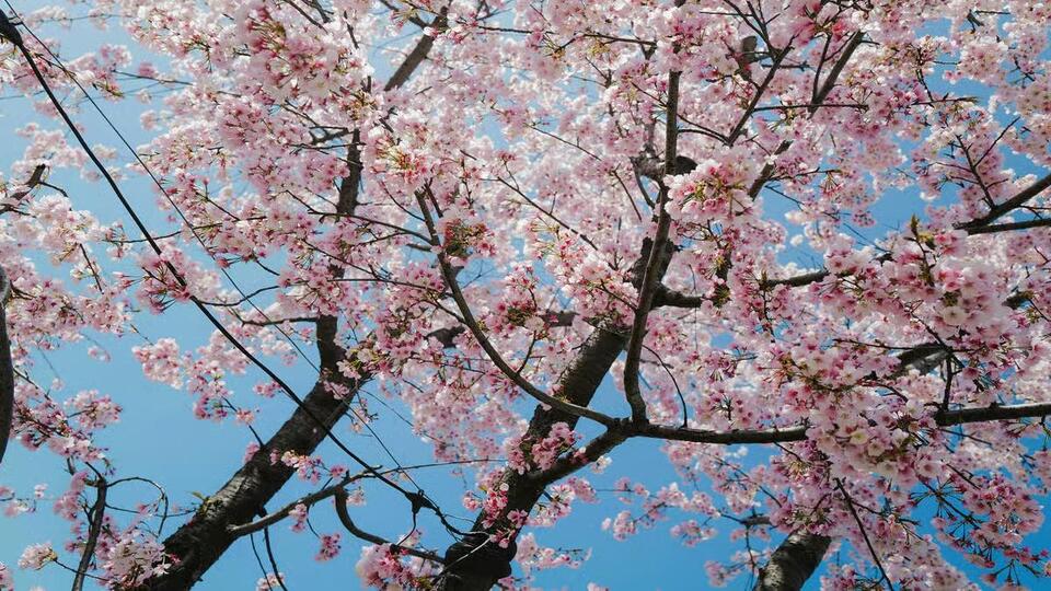 Cherry trees gifted by Japanese government stolen in bizarre theft ...